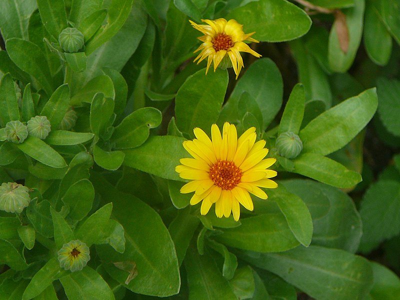 File:Calendula E17.jpg