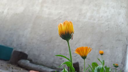 Calendula - Wikiwand