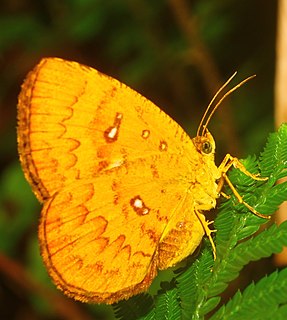<i>Callidula</i> Genus of moths