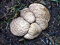 Calvatia craniiformis