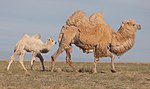 Camelus bactrianus in western Mongolia 02.jpg