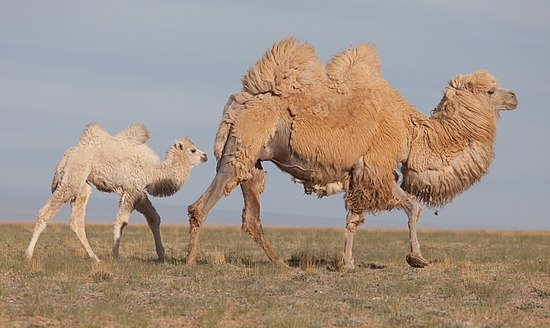 Lạc đà hai bướu ở miền tây Mông Cổ. Ảnh: Alexandr frolov