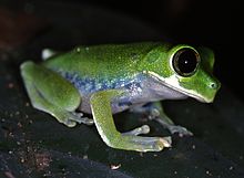 Kameruner Waldbaumfrosch (Leptopelis brevirostris) (7644721338) .jpg