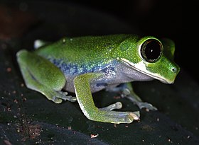 Cameroon Forest Treefrog (Leptopelis brevirostris) (7644721338).jpg