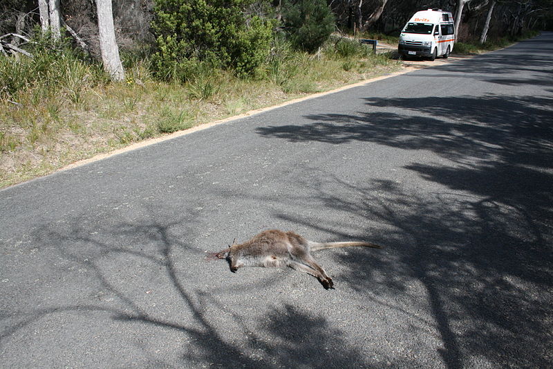 File:Canguro muerto-Tasmania-Australia.JPG