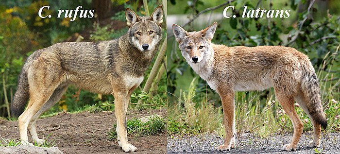 Comparative image of a red wolf and a western coyote (C. latrans incolatus)