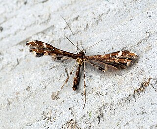 <i>Capperia britanniodactylus</i> Species of plume moth