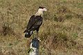 Caracara du Nord