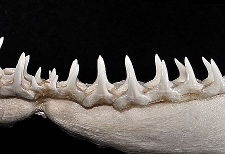 Carcharhinus limbatus lower teeth2.jpg