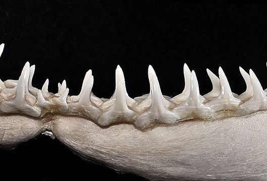 Зубы кошки и зубы акулы