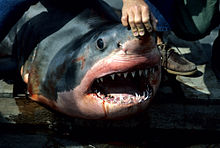 Žralok ležící na podlaze lodi. člověk mu otvírá tlamu, v níž je množství zubů.
