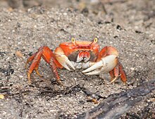 A juvenile blue land crab showing a different coloring Cardisoma guanhumi juvenile.jpg