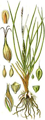 Barley sedge (Carex hordeistichos), illustration