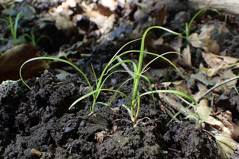 File:Carex remota kz02.jpg