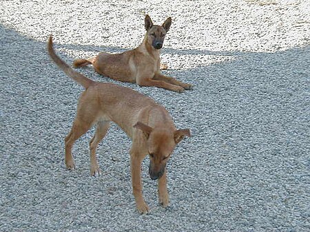 Tập_tin:Carolina_Dog_1.jpg