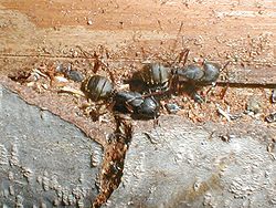 Carpenter ants.jpg