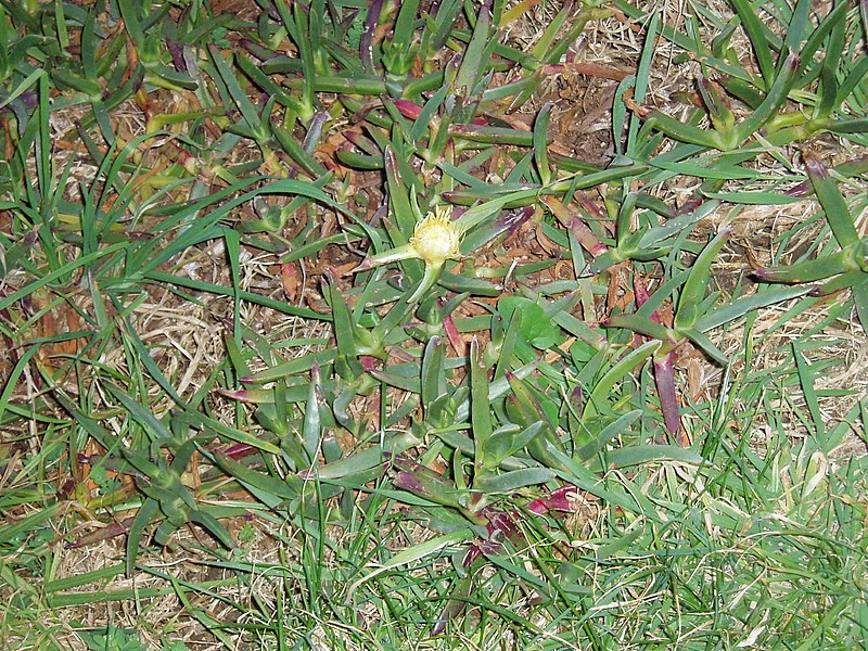 File:Carpobrotus edulis (L.) N.E.Br. (AM AK292257-1).jpg