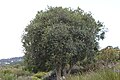 Cassine peragua - Cape Saffron tree 1.JPG