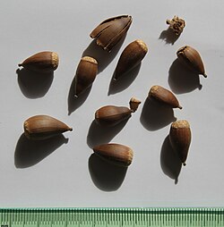 Castanopsis cuspidata nuts, by Omar Hoftun.jpg