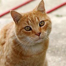 Domestic cats can get H5N1 from eating birds, and can transmit it to other cats and possibly to people. Cat03.jpg