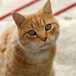 고양이 (Felis catus)