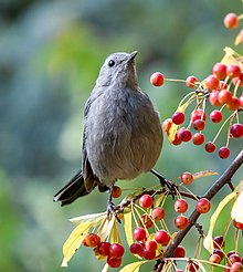 Grey catbird Catbird in Central Park (14585).jpg