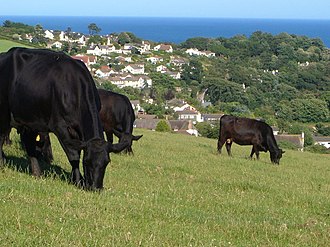 Cattle at Holcombe Cattle at Holcombe - geograph.org.uk - 199255.jpg