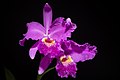 Cattleya lueddemanniana