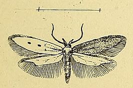 Caulastrocecis pudicellus