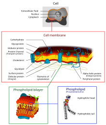 Cell membrane detailed diagram 4.svg