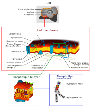 <span class="mw-page-title-main">Cell membrane</span> Biological membrane that separates the interior of a cell from its outside environment