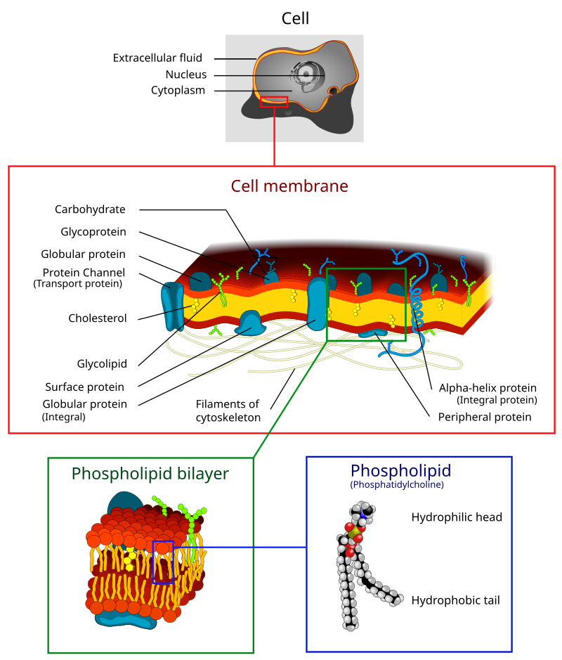 Cell membrane - Wikipedia