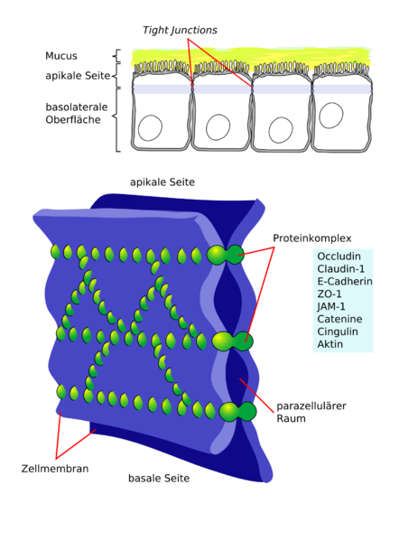 File:Cellular tight junction de.png