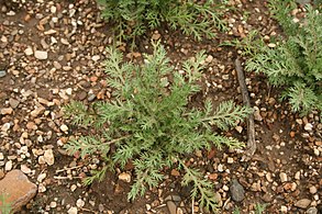 Cenia turbinata - Botanischer Garten Mainz IMG 5626.JPG