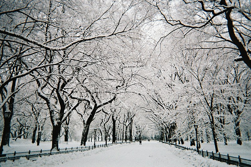 File:Central Park walkway under snow, NYC, February 2010.jpg