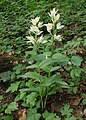 Cephalanthera damasonium