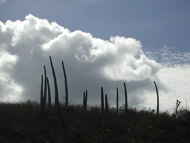 File:Cephalocereus columna-trajani 1.jpg