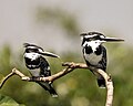 Pied Kingfishers, Ranganathittu