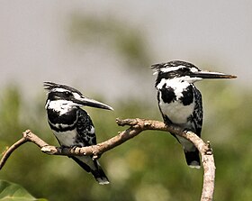 Ceryle rudis -Ranganathittu Bird Sanctuary, Karnataka, India -pair-8-2c.jpg