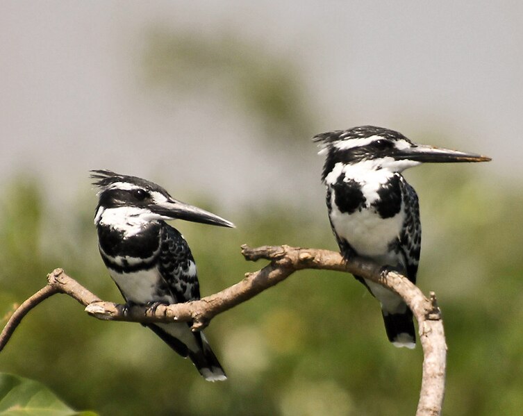 File:Ceryle rudis -Ranganathittu Bird Sanctuary, Karnataka, India -pair-8-2c.jpg