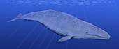 Life restoration of the Miocene-Pliocene whale Cetotherium Cetotherium BW.jpg