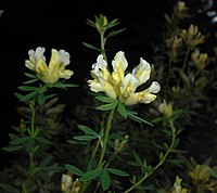 Chamaecytisus albus 2016-07-19 3259.jpg