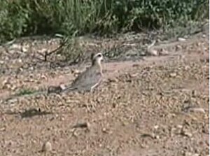 Charadrius asiaticus.jpg