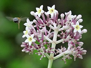 Curved flower woody chassalia / Wan guan hua (Chassalia curviflora)