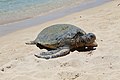 Green sea turtle (Chelonia mydas) looking around