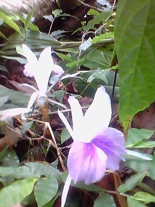 <i>Kaempferia rotunda</i> Species of flowering plant