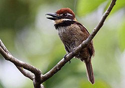 Chestnut-capped Puffbird (cropped).jpg