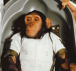 Chimpanzee Ham in Biopack Couch - cropped.jpg