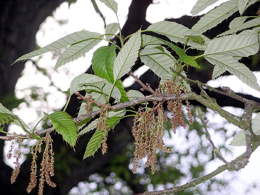 Chinese cork oak foliage and flower