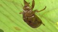 File:Cicada exoskeletons.webm